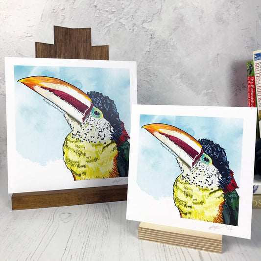 Curl-crested Aracari Print