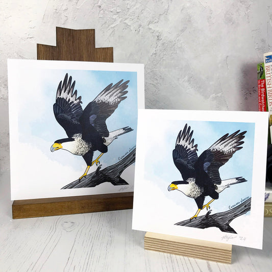 Crested Caracara Print