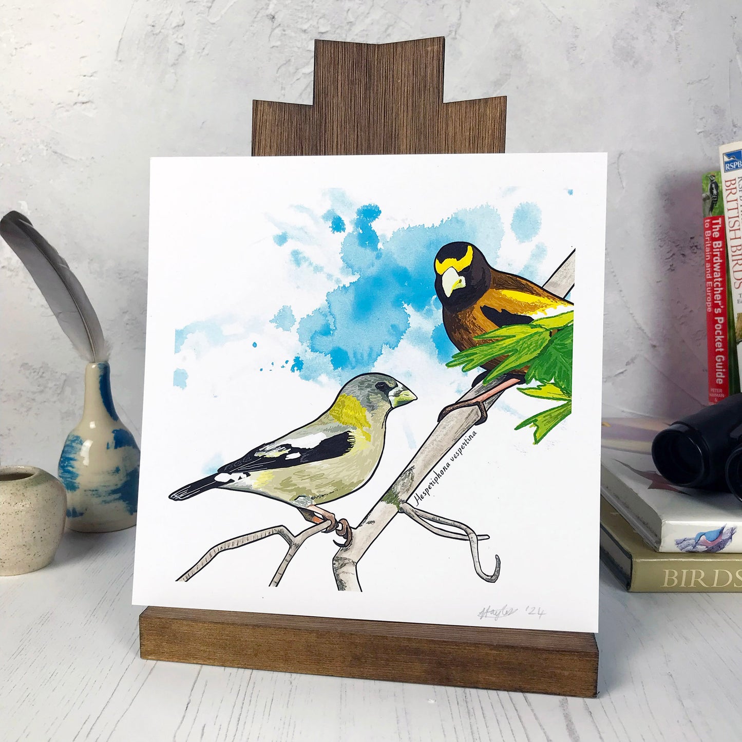 Evening Grosbeak Print