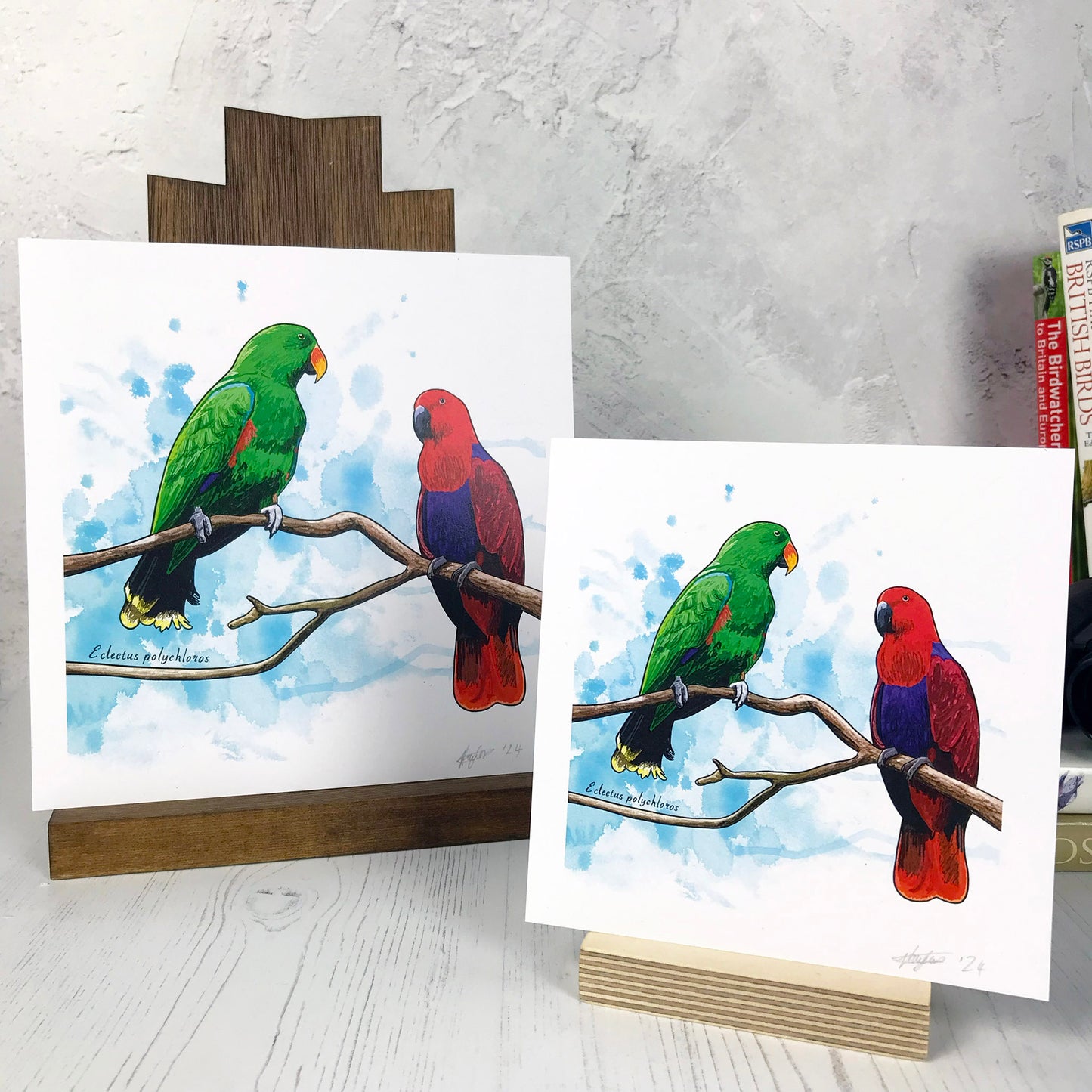 Eclectus Parrot Print