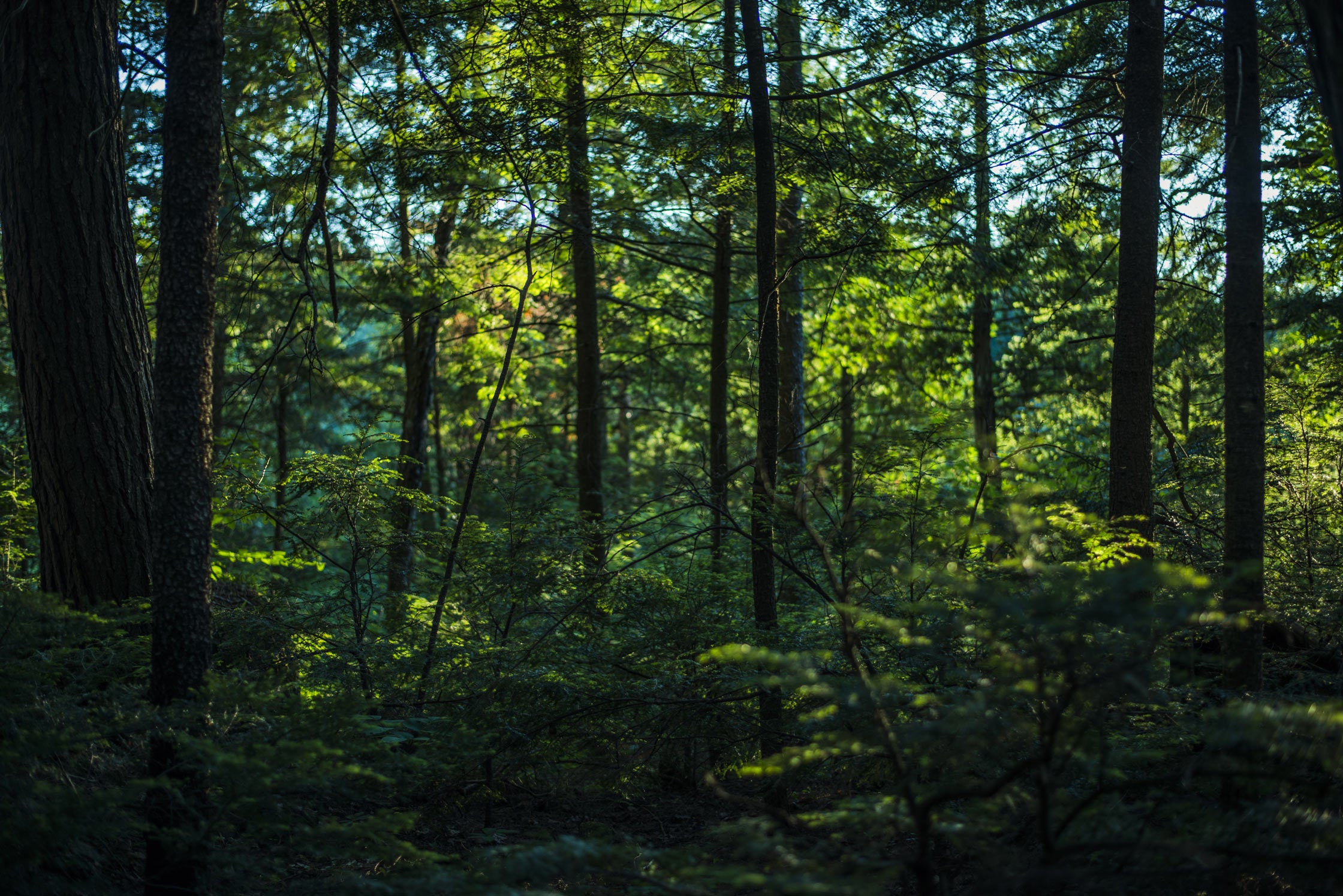 A photo of a thick lush green forest.